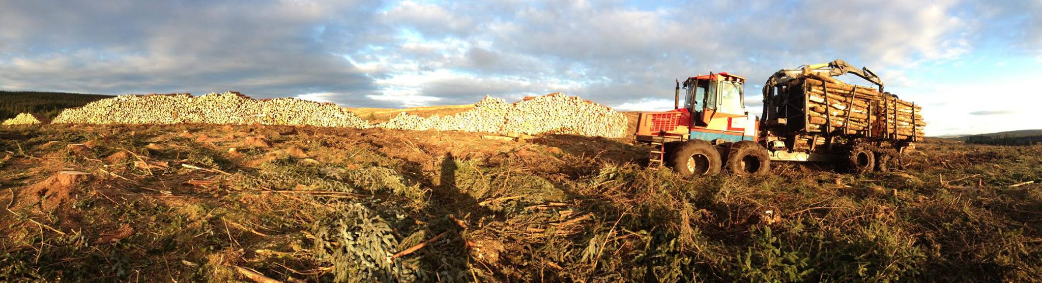 panorama timber stacks