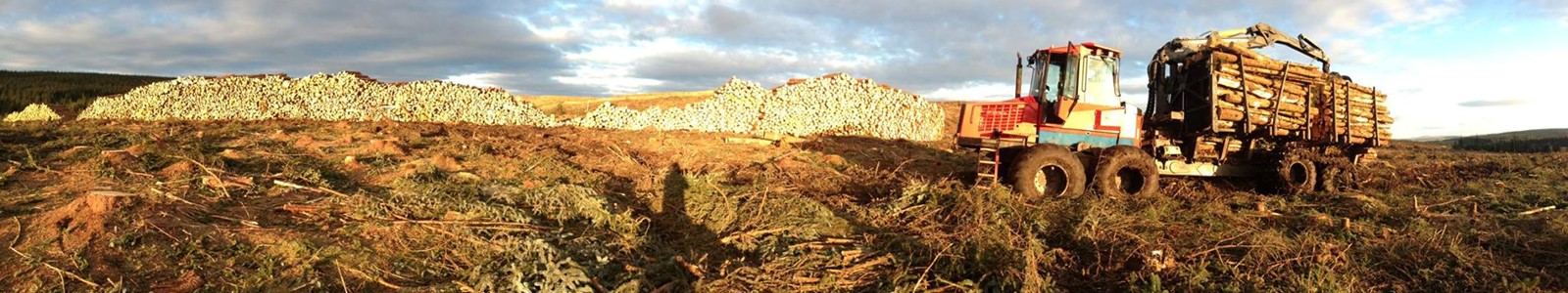 panorama timber stacks