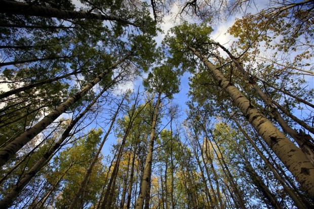 Circle feature image (Forest)