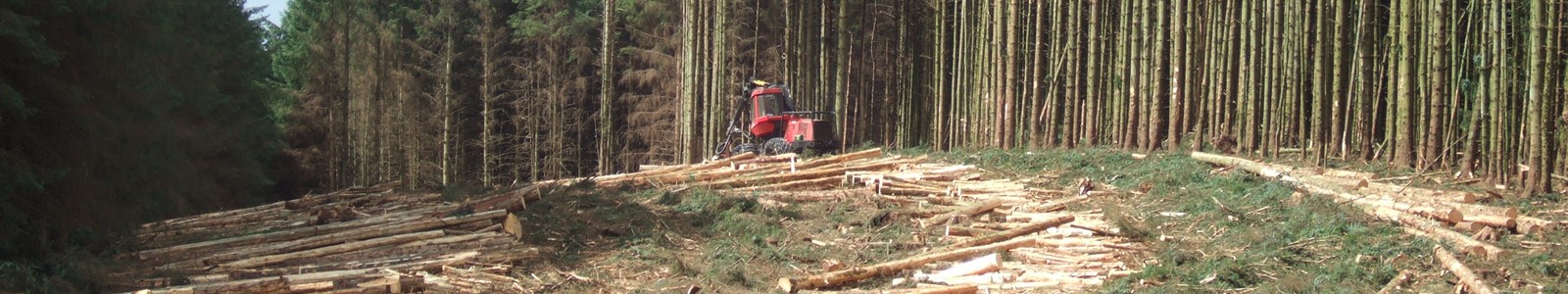 Timber harvesting