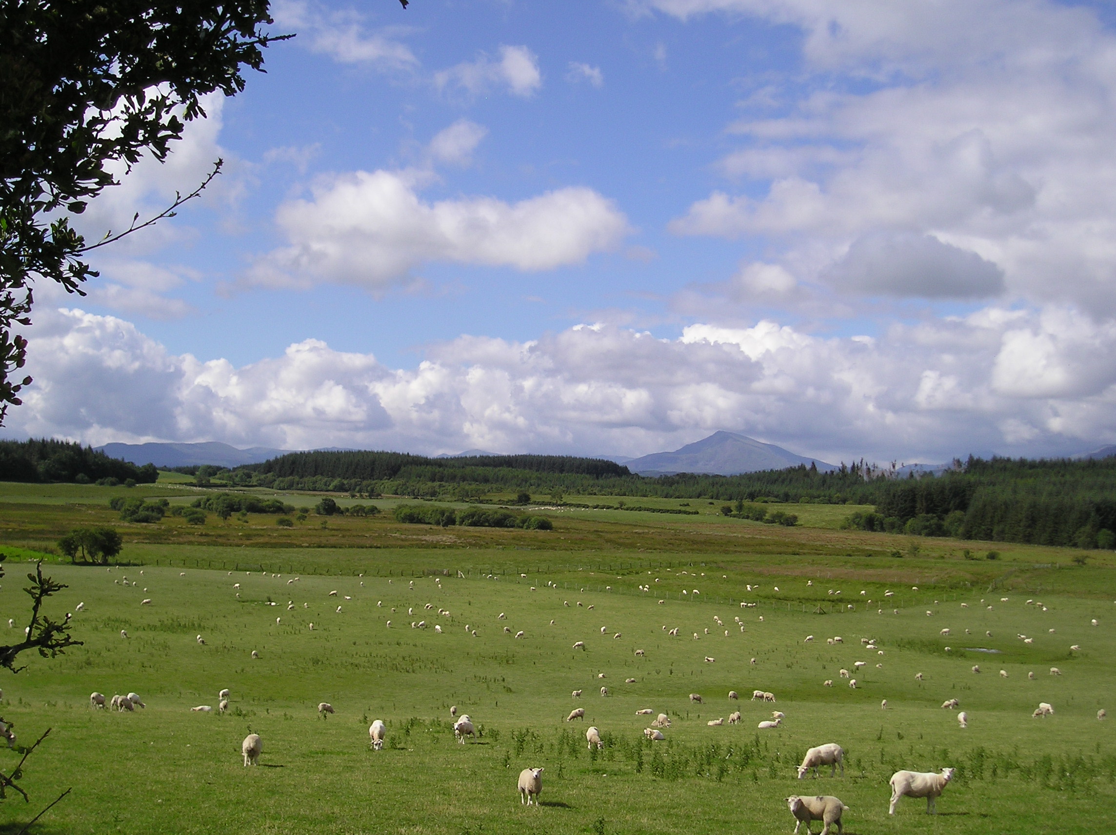 landscape with sheep and farm woodlands