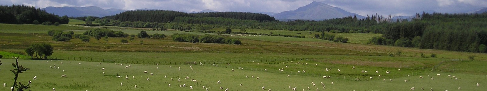 landscape with sheep and farm woodlands