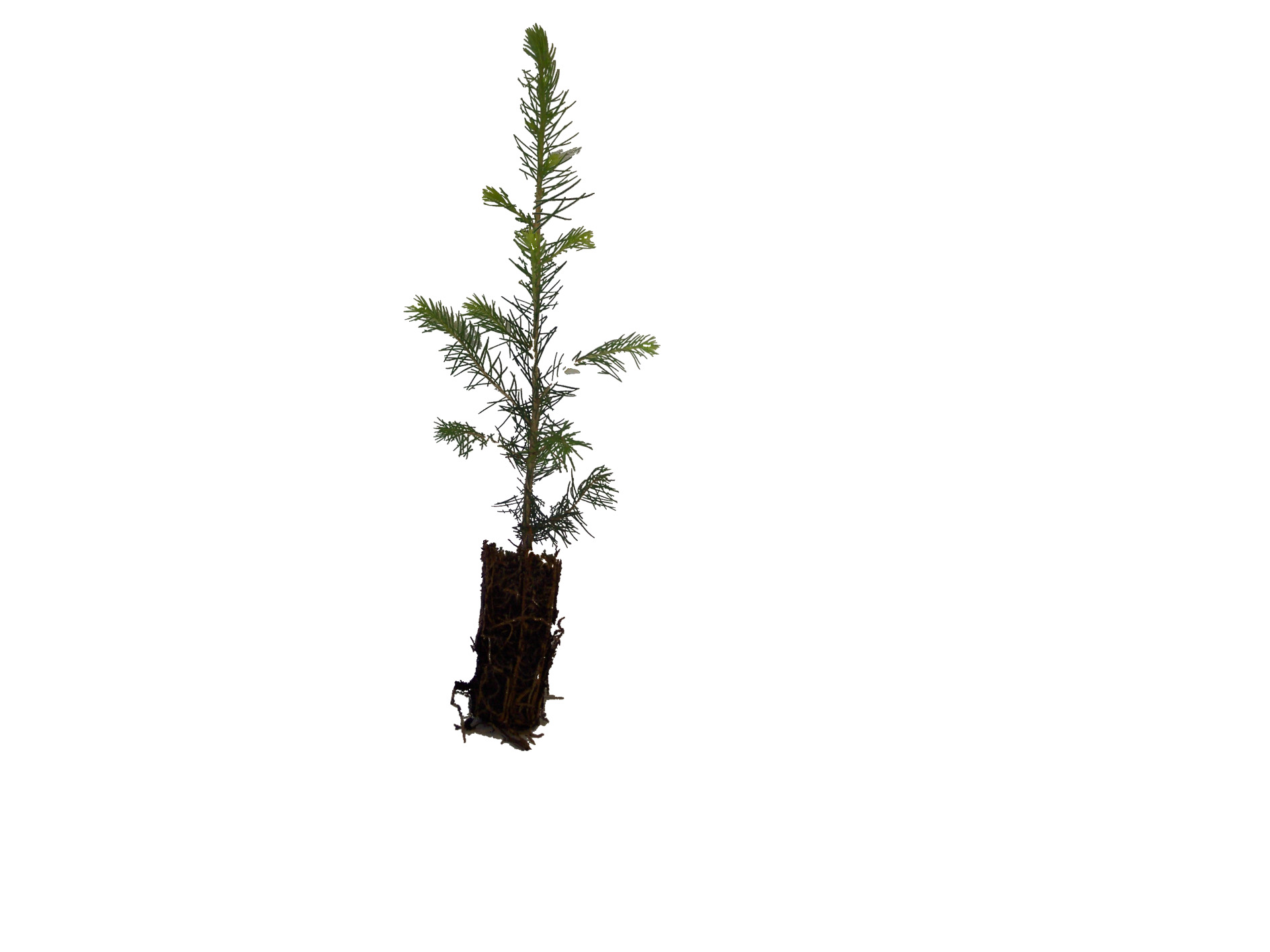 cell grown norway spruce no background